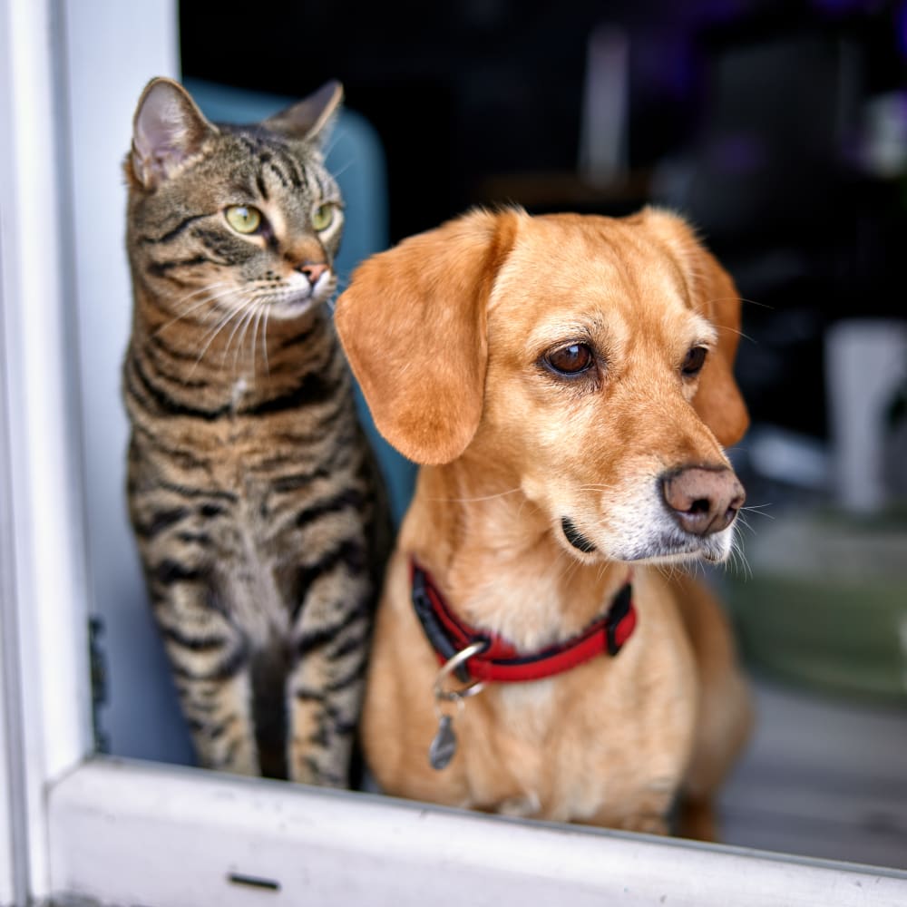 Pet Loss & Grief Support at Veterinary Medical Center of Long Island