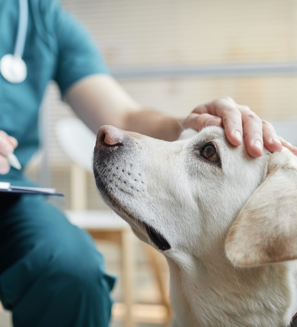 Anesthesia Services, Long Island Veterinarian